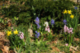Daffodils & Hyacinths