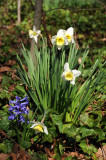 Daffodils & Hyacinth