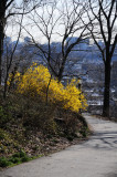 Forsythia