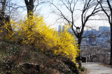 Forsythia