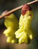 Buttercup Winter Hazel or Witch Hazel