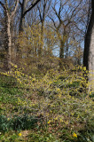 Buttercup Winter Hazel or Witch Hazel