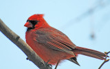 Cardinal