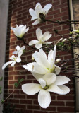 Magnolia Tree Blossoms