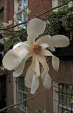 Magnolia Tree Blossoms