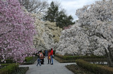 Magnolia Grove in Bloom