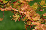 New Maple Tree Foliage