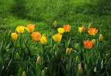 Garden Tulips