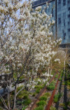 Amelanchier canadensis Blossoms