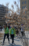 Amelanchier canadensis Blossoms