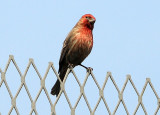 House Finch