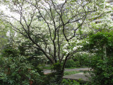 Dogwood