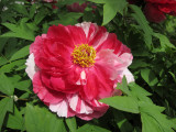 Tree Peony Blossoms