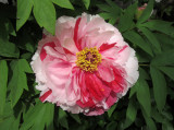 Tree Peony Blossoms