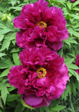 Tree Peony Blossoms