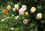 Tulips & Potentilla