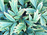 Tree Peony Foliage