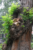 Gnarled Black Locust Tree Recently Decapitated