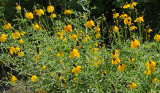 Red Butte Garden & Arboretum