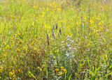 Summer Alpine Wildflowers