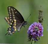 Black Swallowtail