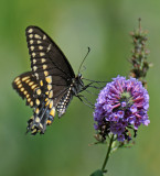 Black Swallowtail