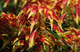 Amaranthus