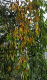 DSC_4672.JPG