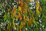 DSC_4672 copy