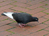 Pigeon