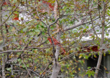 Cardinal
