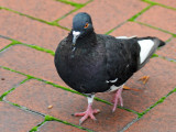 Pigeon