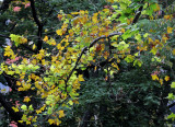 DSC_4733.JPG