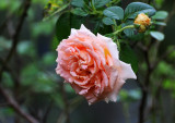 DSC_4749.JPG