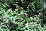DSC_4752.JPG