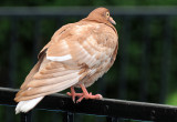 Pigeon