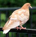 Pigeon