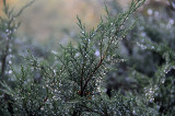 DSC_4774.JPG