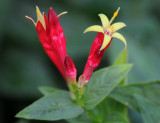 Salvia, Lobelia cardinalis, Tillandsia?