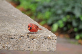 Cardinal