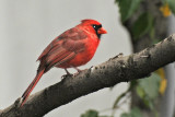 Cardinal