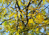 DSC_6411 copy