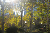 Garden Sunrise with Mostly Silver Maple Tree Foliage