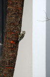 Yellow Bellied Sapsucker