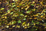 Spirea Bush Fall Foliage