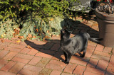 Black Cat Stalking a Mockingbird