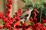 Mockingbird in Winter Berries Being Stalked by a Black Cat