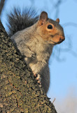 Resident Squirrel in a Dogwood Tree