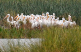 White Pelicans at Celery Fields