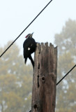 Pileated Woodpecker